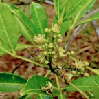 Toddalia asiatica .liane patte poule.( avec fleurs ) rutaceae..indigène Réunion..jpeg
