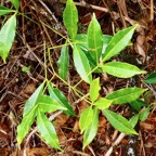 Toddalia asiatica .liane patte poule.rutaceae..indigène Réunion..jpeg