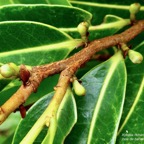 Xylopia richardii Boivin ex Baill.bois de banane.( rameau en zig-zag et boutons floraux) annonaceae.endémique Réunion Maurice..jpeg