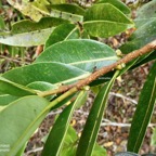 Xylopia richardii Boivin ex Baill.bois de banane.annonaceae.endémique Réunion Maurice. (1).jpeg