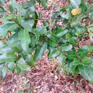 17. Bois de punaise - Grangeria borbonica.JPG.jpeg