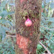 18. Fruit Syzygium cymosum - Bois de pomme rouge - Myrtacée - B IMG_4630.JPG.jpeg