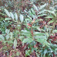 20. Casearia coriacea - Bois de cabri rouge - Flacourtiaceae.jpeg