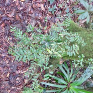 21. Grangeria borbonica - Bois de punaise ; Bois de balai ; Bois de buis marron - Chrysobalanaceae -Mascar. (B, M).  IMG_4636.JPG.jpeg