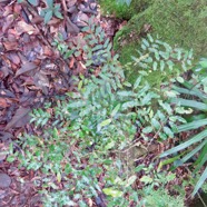 22. Grangeria borbonica - Bois de punaise ; Bois de balai ; Bois de buis marron - Chrysobalanaceae -Mascar. (B, M).  IMG_4635.JPG.jpeg
