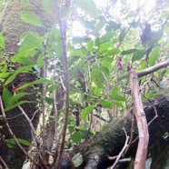25. Figues de Ficus reflexa - Affouche à petites feuilles/Affouche rouge/Affouche bâtard - MORACEAEIMG_4642.JPG.jpeg