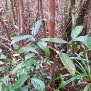 32. Syzygium cordemoyi - Bois de pomme à grandes feuilles - Myrtacée - B IMG_4649.JPG.jpeg