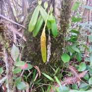 34. Bulbophyllum occultum EPIDENDROIDEAE indigene Reunion.jpeg