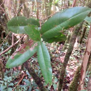 39. Syzygium cordemoyi - Bois de pomme à grandes feuilles - Myrtacée - B.jpeg