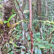 40. ??? Bulbophyllum prismaticum EPIDENDROIDEAE-Indigene Reunion.jpeg