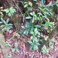 41. Sur la gauche minuscule inflorescence blanche de Cynorkis squamosa - Ø - Orchidaceae - Endémique Réunion Maurice.jpeg