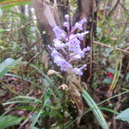 45. Cynorkis squamosa - Ø - Orchidaceae - Endémique Réunion Maurice.jpeg