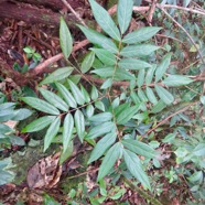 48. Cnestis glabra - Mafatamboa ou Mafatambois - Connaraceae  - indig ène Réunion, Maurice existe à Madagascar IMG_4683.JPG.jpeg