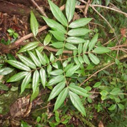 49. Cnestis glabra - Mafatamboa ou Mafatambois - Connaraceae  - indig ène Réunion, Maurice existe à Madagascar IMG_4682.JPG.jpeg
