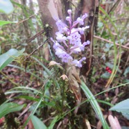 51. Cynorkis squamosa (Poir.) Lindl. - Ø - Orchidaceae - Endémique Réunion et île Maurice IMG_4680.JPG.jpeg