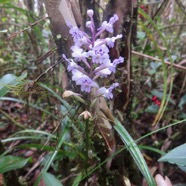 52. Cynorkis squamosa (Poir.) Lindl. - Ø - Orchidaceae - Endémique Réunion et île Maurice IMG_4679.JPG.jpeg