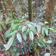 56.  Maillardia borbonica - Bois de sagaie ou  Bois de maman - MORAC.  endémique   IMG_4692.JPG.jpeg