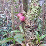 58.  Syzygium cymosum - Bois de pomme rouge - Myrtacée - B IMG_4690.JPG.jpeg