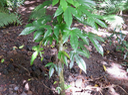 10. feuilles juvéniles - Hernandia mascarenensis - Bois blanc - Hernandiaceae - Endémique de La Réunion