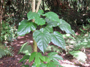 11. Feuilles adultes - Hernandia mascarenensis - Bois blanc - Hernandiaceae - Endémique de La Réunion