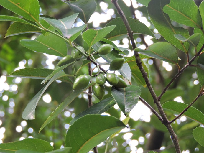 12 Bois rouge, Cassine orientalis 