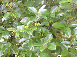 14 Bois rouge, Cassine orientalis 