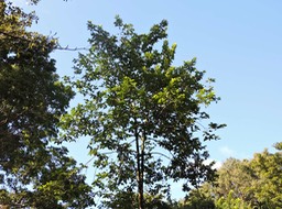 18 Bois noir des Hauts, Diospyros borbonica 