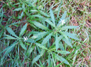19. Hippobroma longiflora - Etoile de Bethléem -  exo
