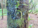 2. Oberonia disticha - Orchidacée - I