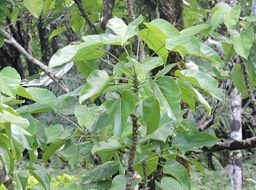 21 Affouche rouge, Ficus mauritiana 