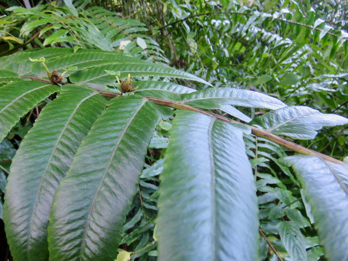 22.Diplazium proliferum (Lam.) Thouars. - Fougère brède / Fantzane. - Athyriaceae - Madagascar, Afrique, Mascareignes, Asie, Mélanésie