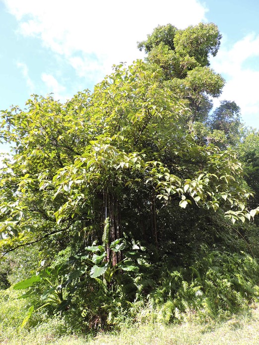 23 Affouche rouge, Ficus mauritiana 