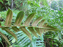23. Diplazium proliferum (Lam.) Thouars. - Fougère brède / Fantzane. - Athyriaceae - Madagascar, Afrique, Mascareignes, Asie, Mélanésie