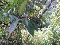 25 Bois de pêche marron, Psiloxylon mauritianum 