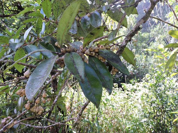 25 Bois de pêche marron, Psiloxylon mauritianum 