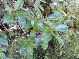 26 Bois de pêche marron, Psiloxylon mauritianum 