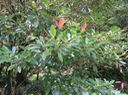 6. Labourdonnaisia calophylloides - Petit natte - Sapotacée - BM