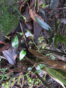 7.Elettaria cardamomum - cardamome - Zingiberaceae - Inde