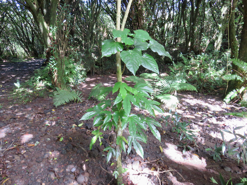 9. Hétérophyllie de Hernandia mascarenensis - Bois blanc - Hernandiaceae - Endémique de La Réunion
