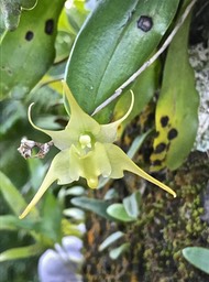 Aeranthes arachnites. orchidaceae. indigène Réunion.IMG_7062