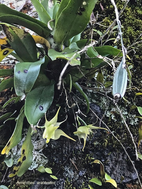 Aeranthes arachnites. orchidaceae .indigène Réunion.IMG_7052