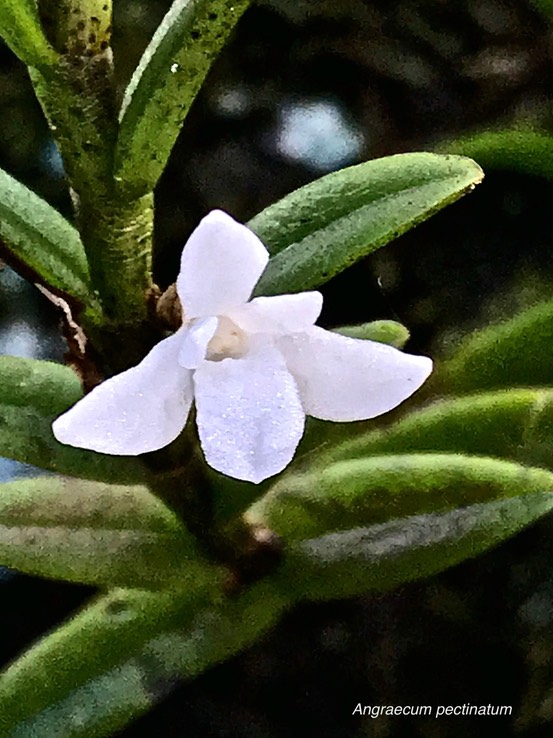 Angraecum pectinatum. orchidaceae.indigène Réunion.IMG_6863