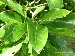 Antidesma madagascariense.bois de cabri blanc.phyllanthaceae. indigène Réunion.P1770299