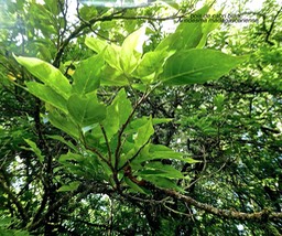 Antidesma madagascariense.bois de cabri blanc .phyllanthaceae.indigène Réunion. P1770303