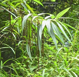 Boehmeria penduliflora.bois de chapelet.urticaceae.espèce envahissante.P1770388