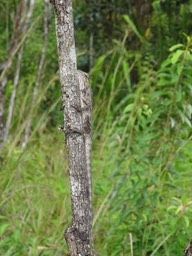 Calotes versicolor - Camaléon en tenue de camouflage - AGAMIDAE - Asie