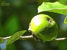 Diospyros borbonica. Bois noir des hauts. (fruit ) ebenaceae.endémique Réunion P1770271