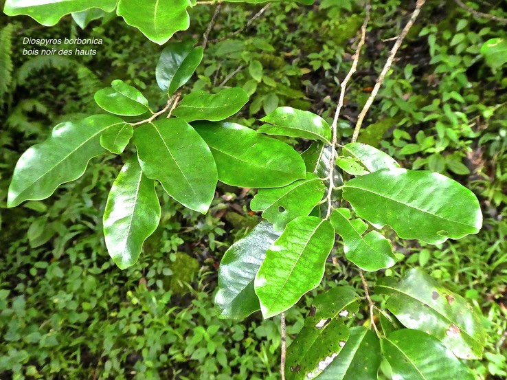 Diospyros borbonica.bois noir des hauts. ebenaceae.endémique Réunion .P1770247