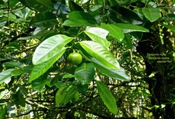 Diospyros nigra.(Diospyros digyna )sapotier noir.  sapote . ebenaceae.P1770281