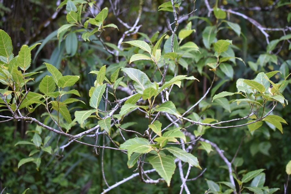 Ficus laterifolia - Ficus blanc - MORACEAE - Endémique Réunion, Maurice - MAB_7319